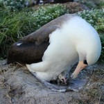 Cтарейшая живая птица альбатрос в мире