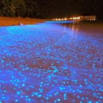Биолюминесцентные лагуны