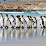 Королевские пингвины на Volunteer PointКоролевские пингвины на Volunteer Point