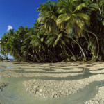 Пальмовый лес на острове Каула