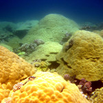 Подводный мир атолла