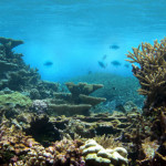 Риф Habitats