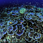 Синие кораллы