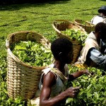 Чайные плантации в Тиоло