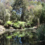 Национальный Ботанический Сад Австралии (Канберра)
